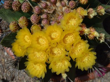 FEROCACTUS HORRIDUS flor
