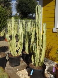 Cactus Euphorbia Ingens